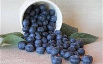 Buy Blueberry Bushes Online