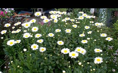 Buy Leucanthemum - Shasta Daisy Online