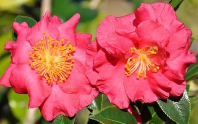 Shop Bella Rouge Camellia - 2 Gallon Shop Bella Rouge Camellia - 2 Gallon