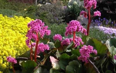 Buy Perennials for Fall Color Online