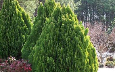 Buy Evergreen Shrubs Online