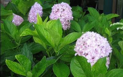 Shop Big Daddy Hydrangea - 3 Gallon Shop Big Daddy Hydrangea - 3 Gallon