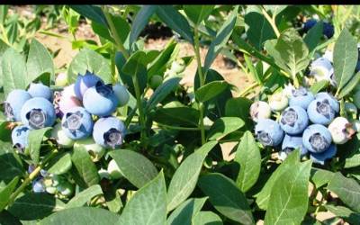 Buy Blueberry Bushes - Southern Highbush Online