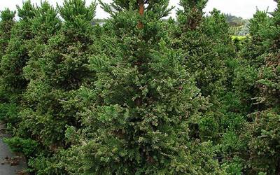 Buy Columnar & Narrow Trees Online