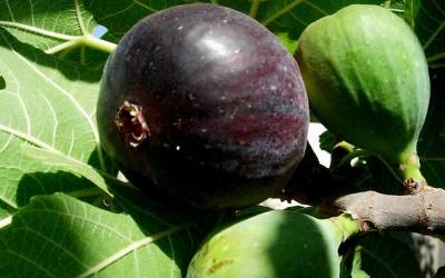 Buy Fruit Trees Online