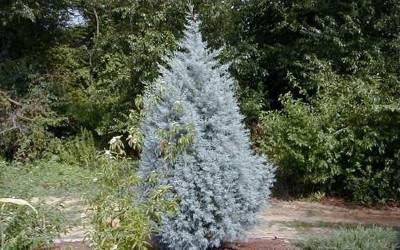 Buy Trees for Spring Color Online