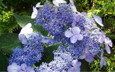 Buy Hydrangea Shrubs Online