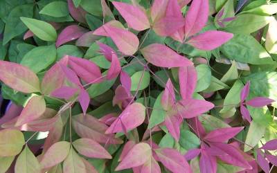 Buy Nandina Shrubs Online