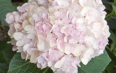 Buy Shrubs for Summer Color Online