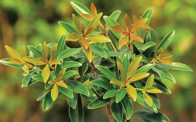 Shop Bronze Beauty Cleyera - 3 Gallon Shop Bronze Beauty Cleyera - 3 Gallon