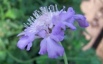 Buy Scabiosa - Pincushion Flower Online