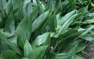 Buy Aspidistra - Cast Iron Plants Online