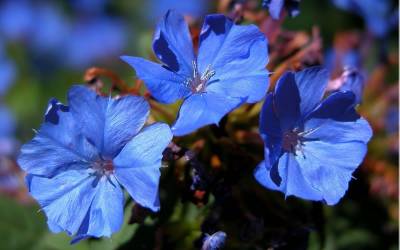 Buy Ceratostigma - Plumbago Online