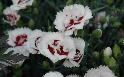 Buy Dianthus Groundcovers Online