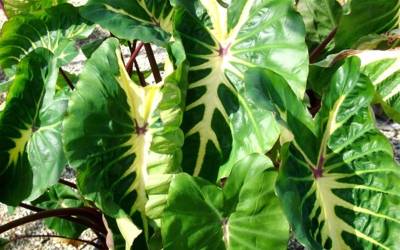 Buy Colocasia - Elephant Ears Online