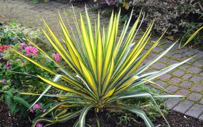 Buy Yucca Plants Online