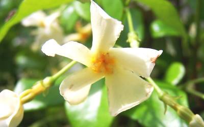 Buy Long Blooming Vines Online