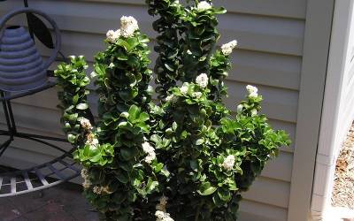 Buy Ligustrum - Privet Online