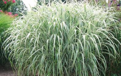 Buy Perennial Grasses Online