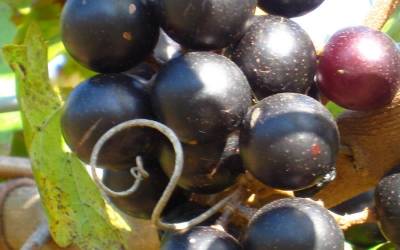 Buy Edible & Fruiting Vines Online