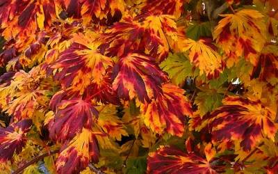 Buy Japanese Maples 16-20 Feet Online