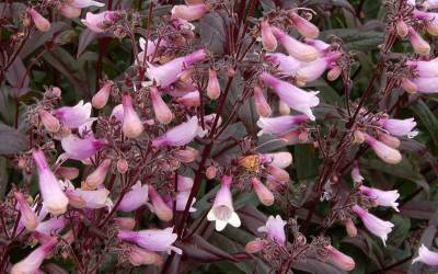 Buy Penstemon - Beardtongue Online