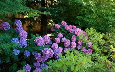 Shop Dear Dolores Hydrangea - 2 Gallon Shop Dear Dolores Hydrangea - 2 Gallon