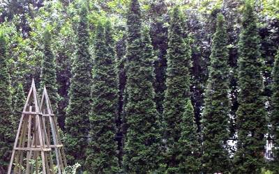 Buy Columnar & Narrow Shrubs Online