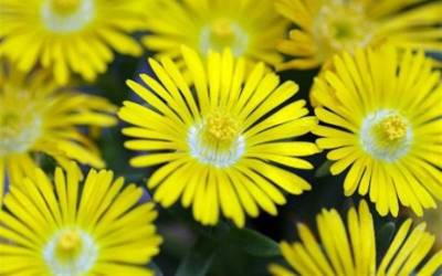 Buy Ice Plants Online