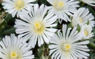 Buy Delosperma - Ice Plant Online