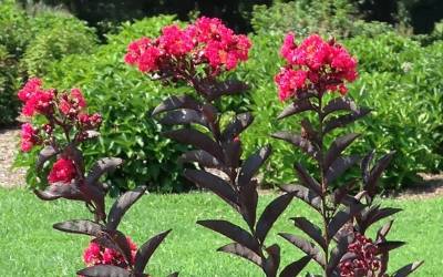 Buy Crape Myrtle Trees Online