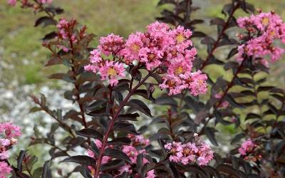 Shop Delta Jazz Crape Myrtle - 2 Gallon Shop Delta Jazz Crape Myrtle - 2 Gallon