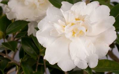 Shop Diana Camellia - 2 Gallon Shop Diana Camellia - 2 Gallon