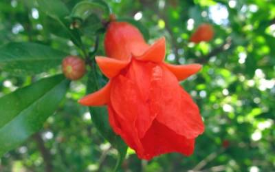 Buy Pomegranate Trees Online