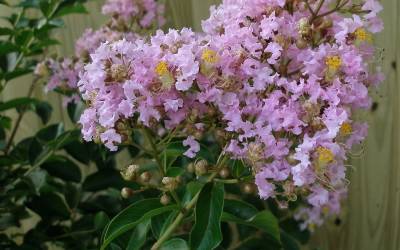 Buy Early Bird Crape Myrtle Series Online