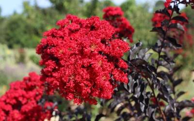 Shop Ebony Fire Crape Myrtle - 1 Gallon Shop Ebony Fire Crape Myrtle - 1 Gallon