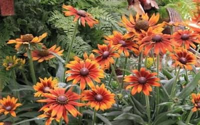 Buy Rudbeckia - Black Eyed Susan Daisies Online