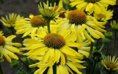 Buy Echinacea - Coneflowers Online