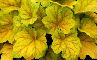 Buy Terra Nova Plant Collection Online