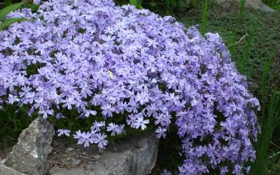 Buy Low Maintenance Groundcover Plants Online