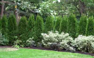 Buy Evergreen Trees Online