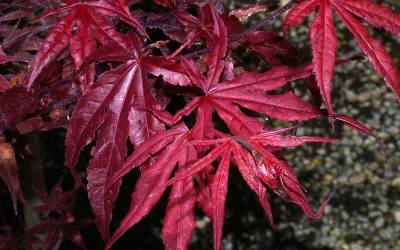 Buy Japanese Maples Online