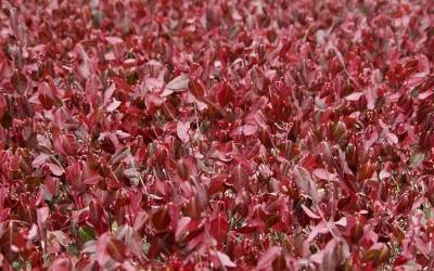 Buy Euonymus - Wintercreeper Online