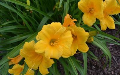 Shop Evergreen Stella Daylily - 2.5 Quart Shop Evergreen Stella Daylily - 2.5 Quart