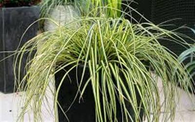 Buy Grasses - Ornamental Online