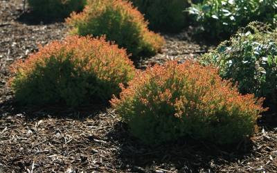 Shop Fire Chief Arborvitae - 3 Gallon Shop Fire Chief Arborvitae - 3 Gallon