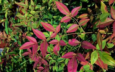 Shop Flirt Dwarf Nandina - 2.5 Quart Shop Flirt Dwarf Nandina - 2.5 Quart