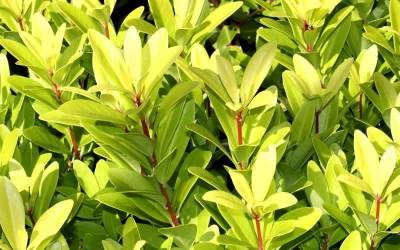 Buy Anise Shrubs Online