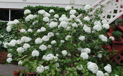 Buy Viburnum Shrubs Online