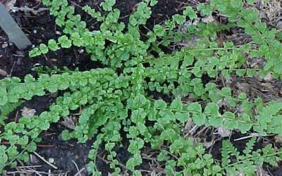 Buy Perennial Ferns Online